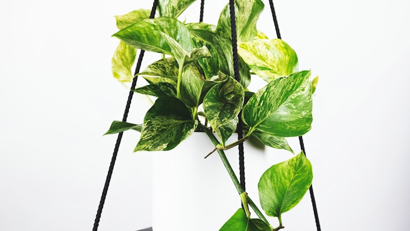 英超联赛4K超高清直播画面 - 球场全景与球迷欢呼